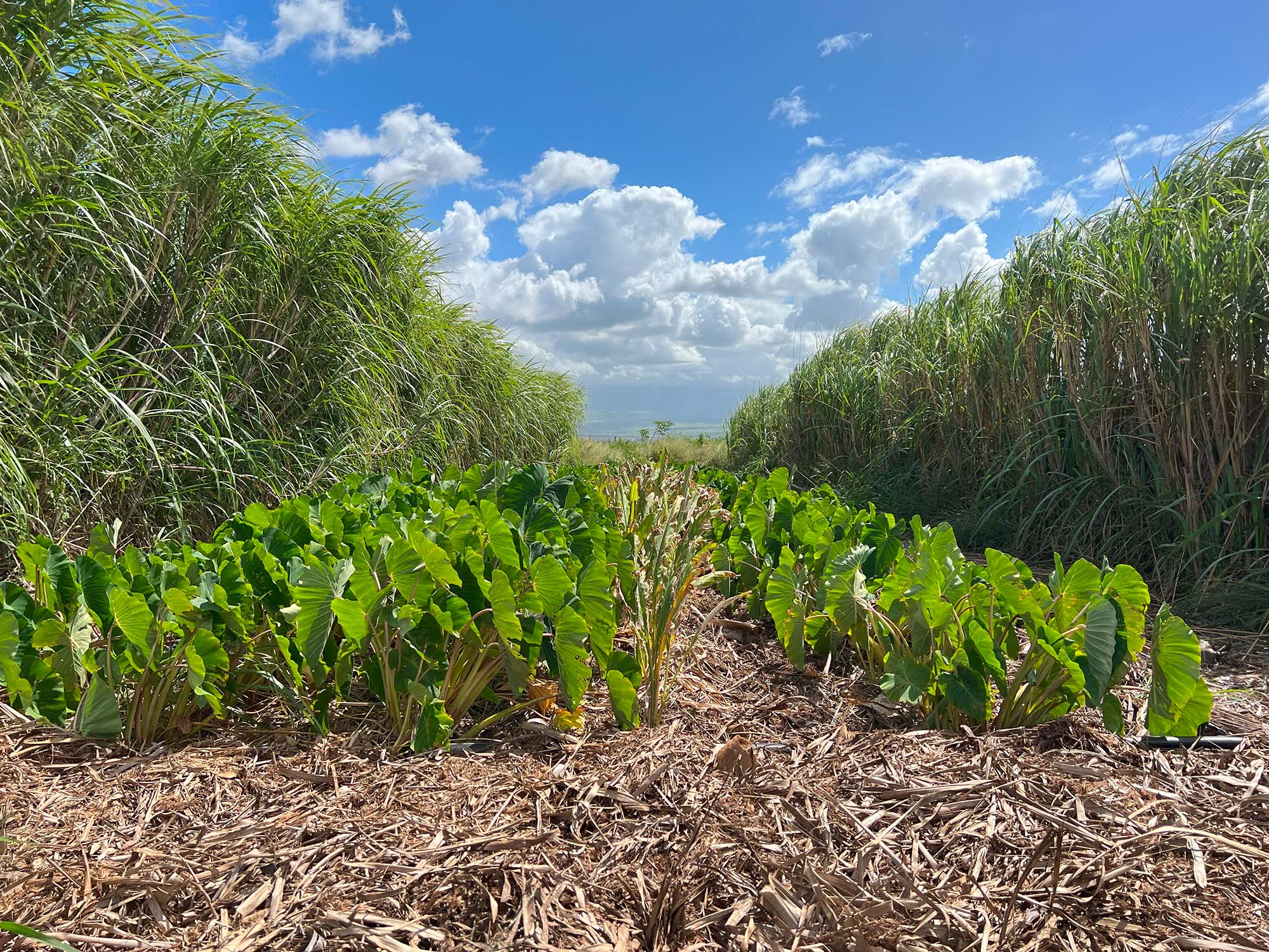 Winsome plants the next crop directly into the mulch as soon as possible so that weeds don’t get established. This method ensures that the next crop can receive the benefits from the cover crop which adds nitrogen back to the system.
