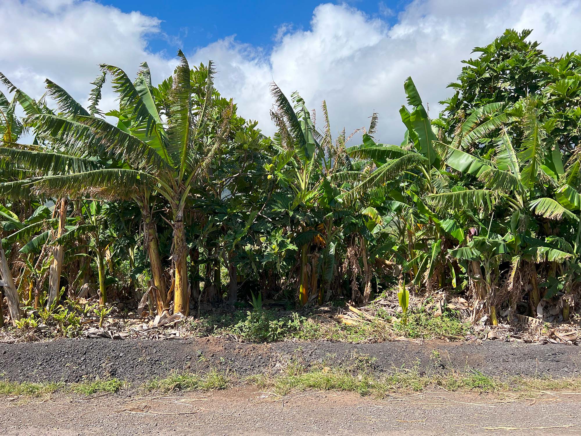 A perimeter windbreak of palms, bananas, and bamboo protects both the main cash crops and the agroforestry teaching garden.