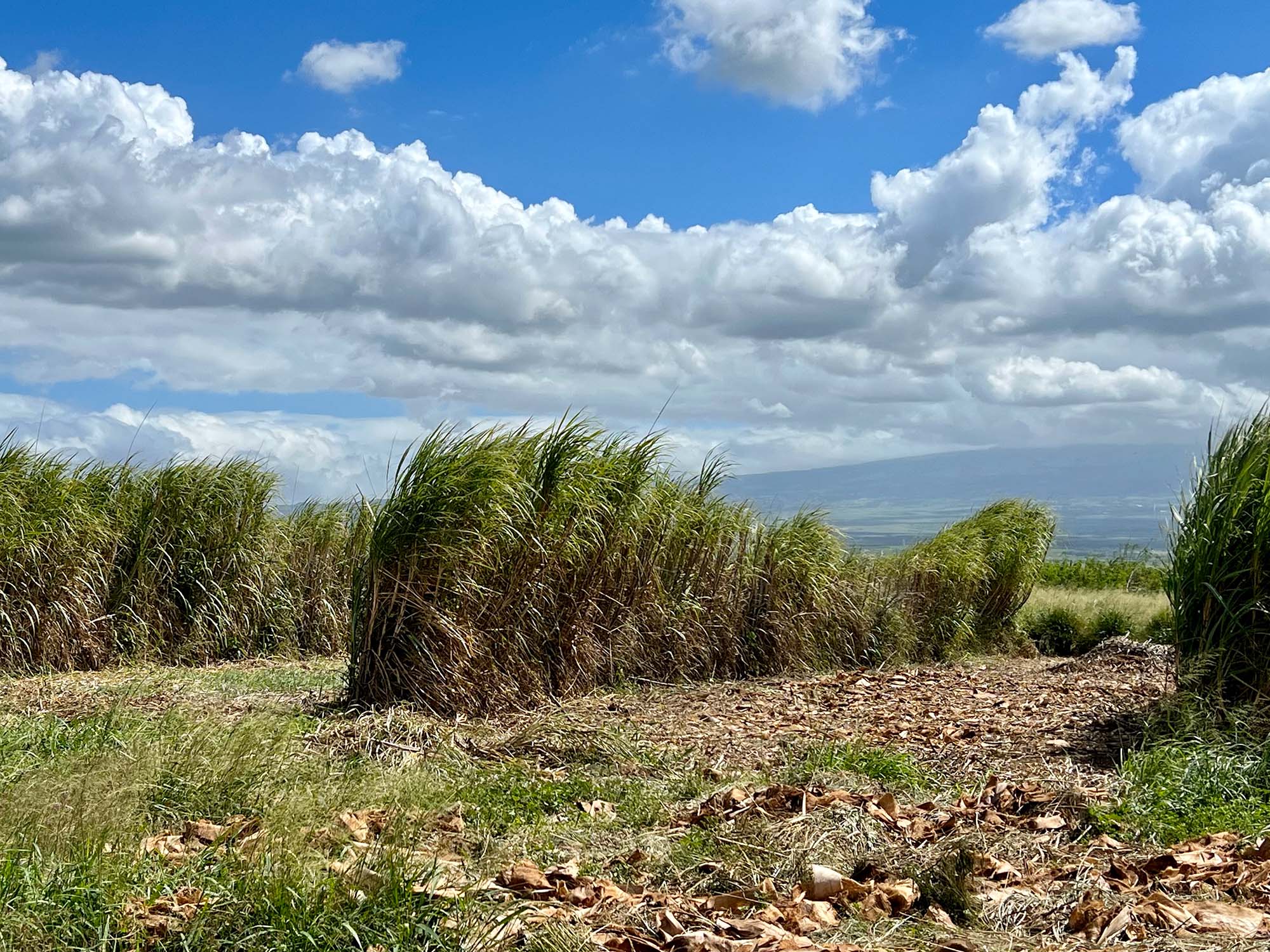 Sugarcane windbreaks are spaced appropriately for their cash crop to receive proper wind protection. (Reference more information on designing in-feld and perimeter windbreak systems at https://learn.oahurcd.org/training-sessions/course/soil-health-cohort-session-4).