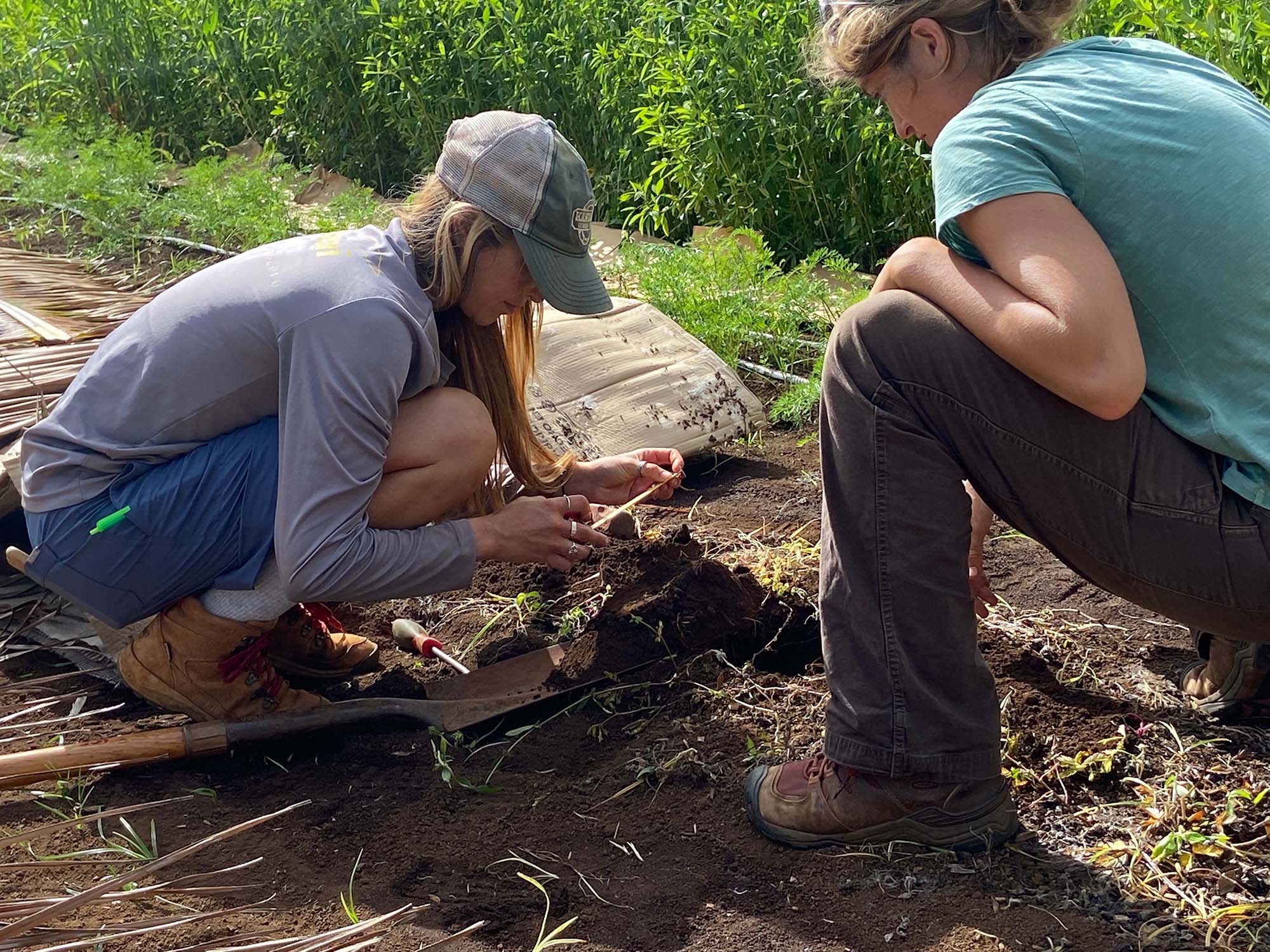 Taking soil samples at Moloa’a Organica’a to be analyzed at the UH Soil Health Environment and Ecosystem Resilience Lab