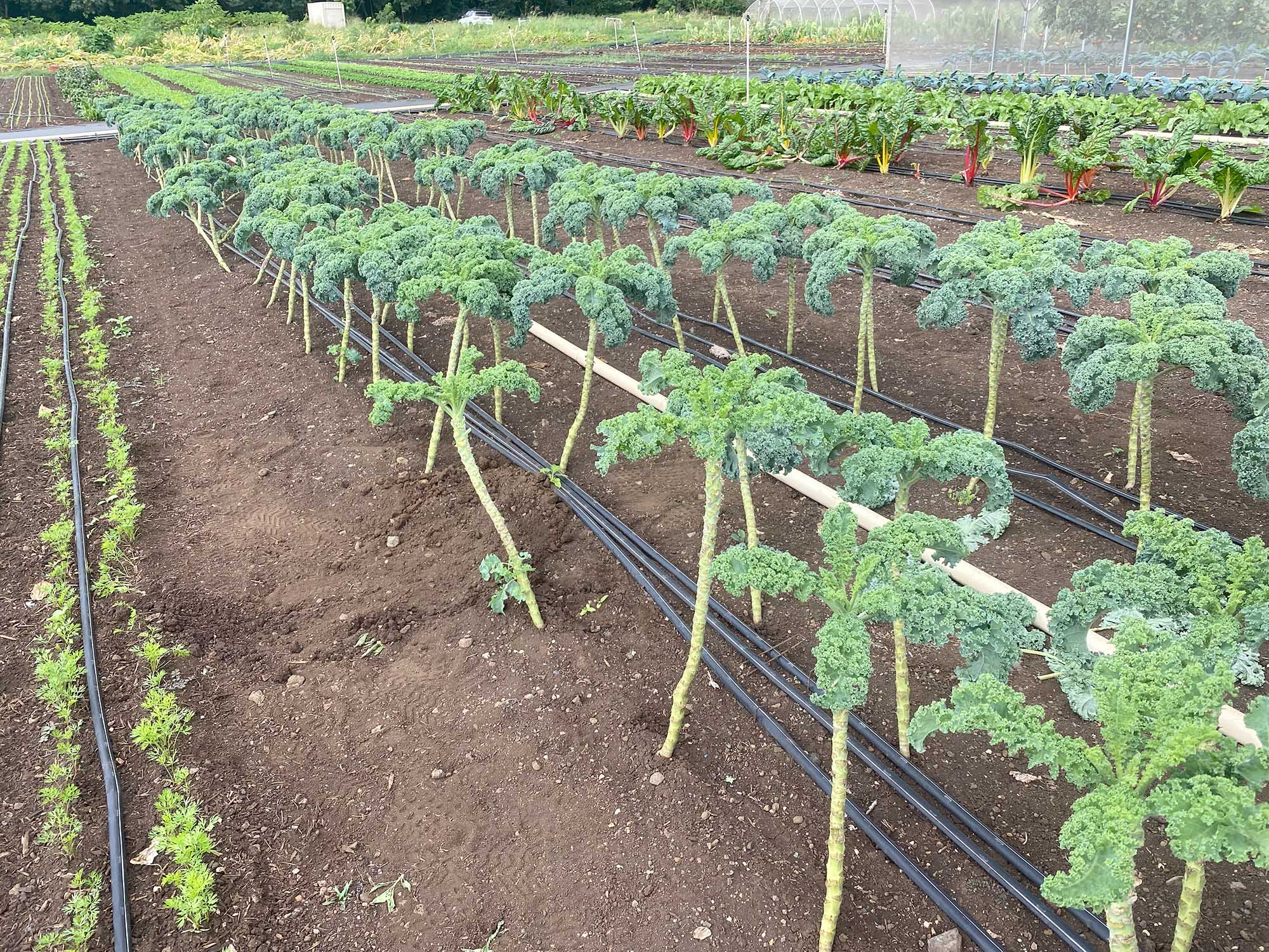 Kale beds at Ahiki Acres