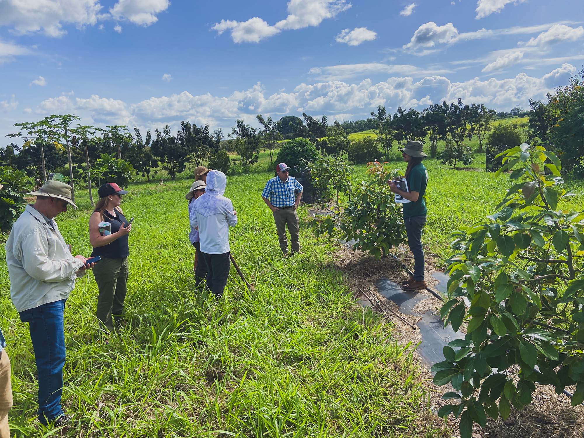 Avocados interspersed with Papaya and other trees to help create a microclimate for cover crops.